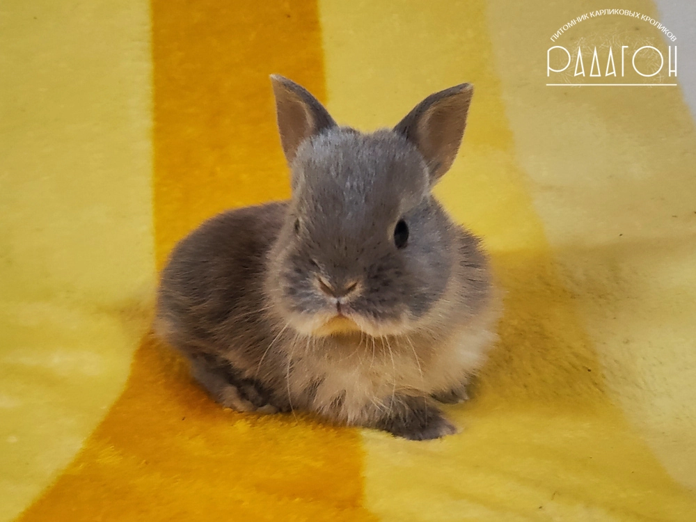 Декоративный кролик породы Немецкий цветной карлик окраса Лиловая огневка - Радагон Игритт