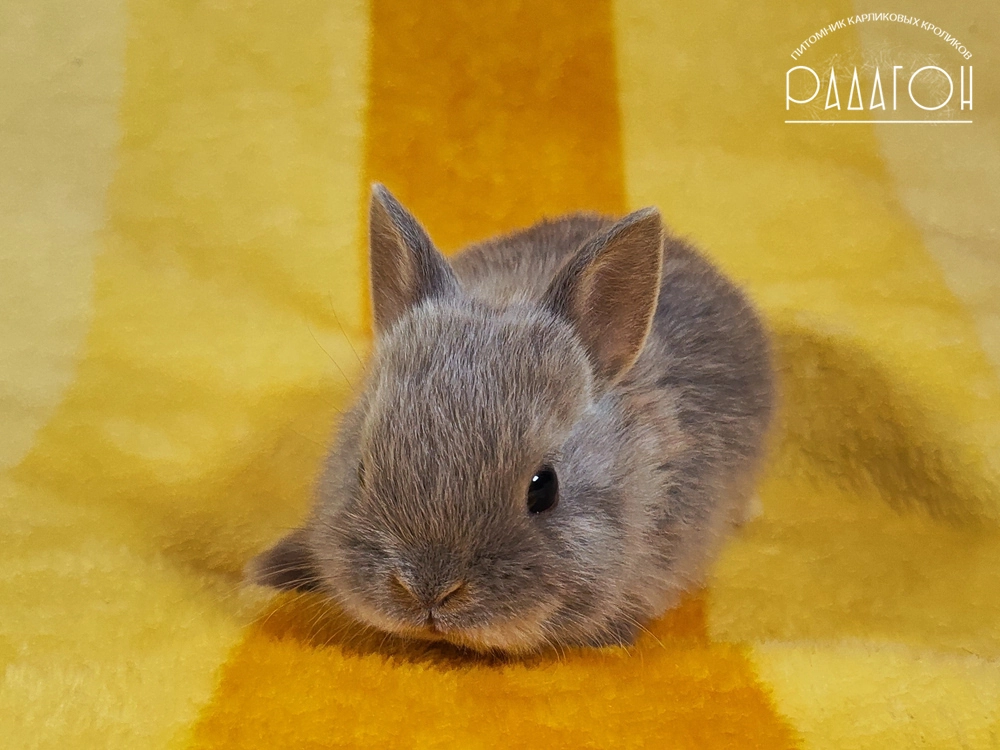 Декоративный карликовый кролик Лиловая огневка