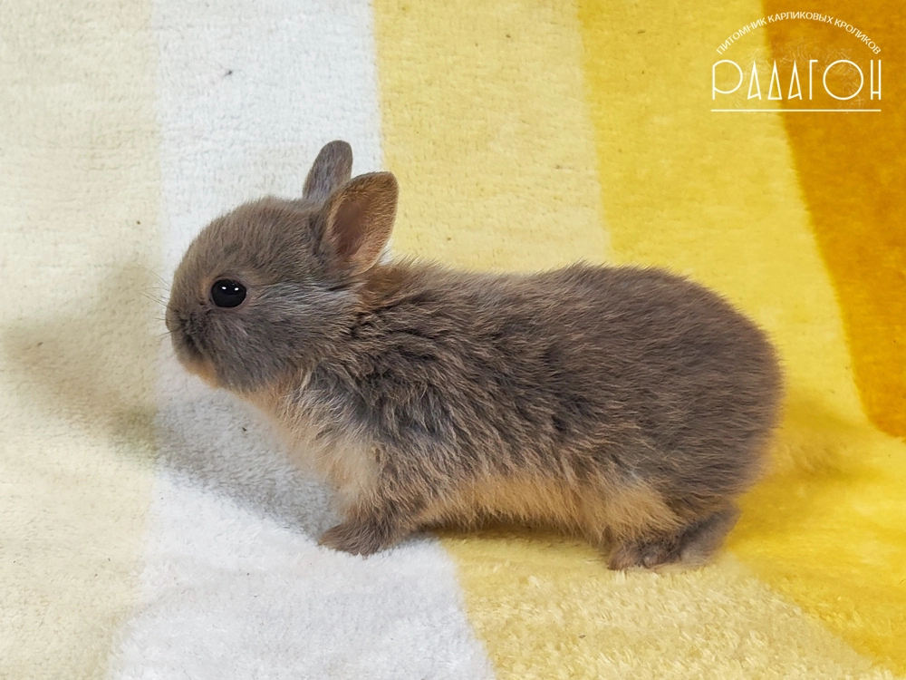 Декоративный кролик породы Немецкий цветной карлик окраса Лиловая огневка - Радагон Иллюзия