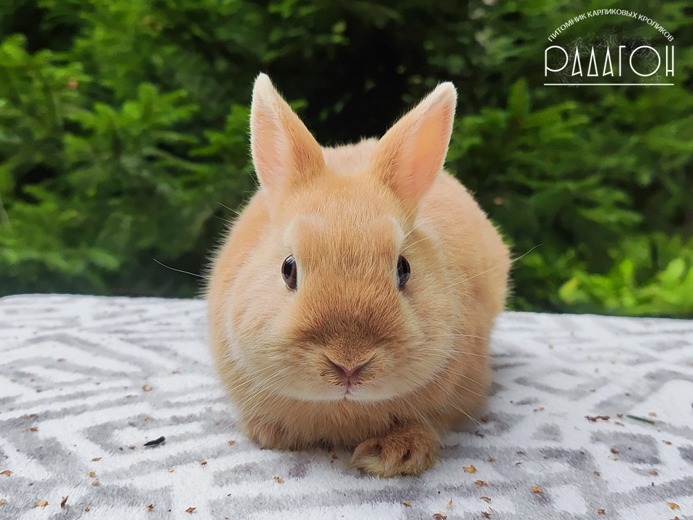 Декоративный карликовый кролик Олений лиловый