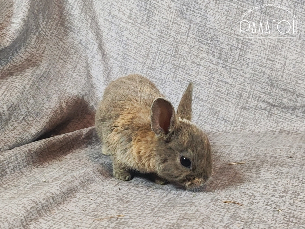 Декоративный карликовый кролик Японский голубой