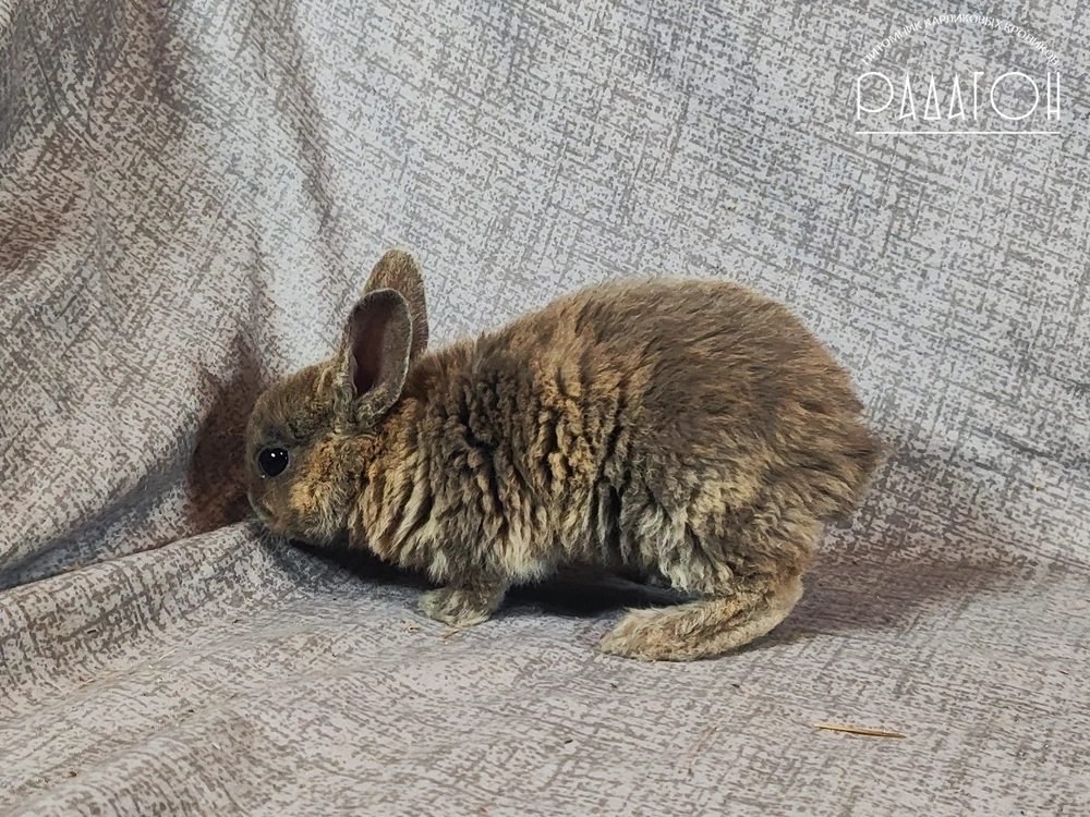 Декоративный карликовый кролик Японский голубой