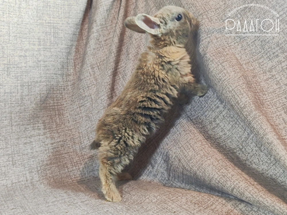 Декоративный карликовый кролик Японский голубой