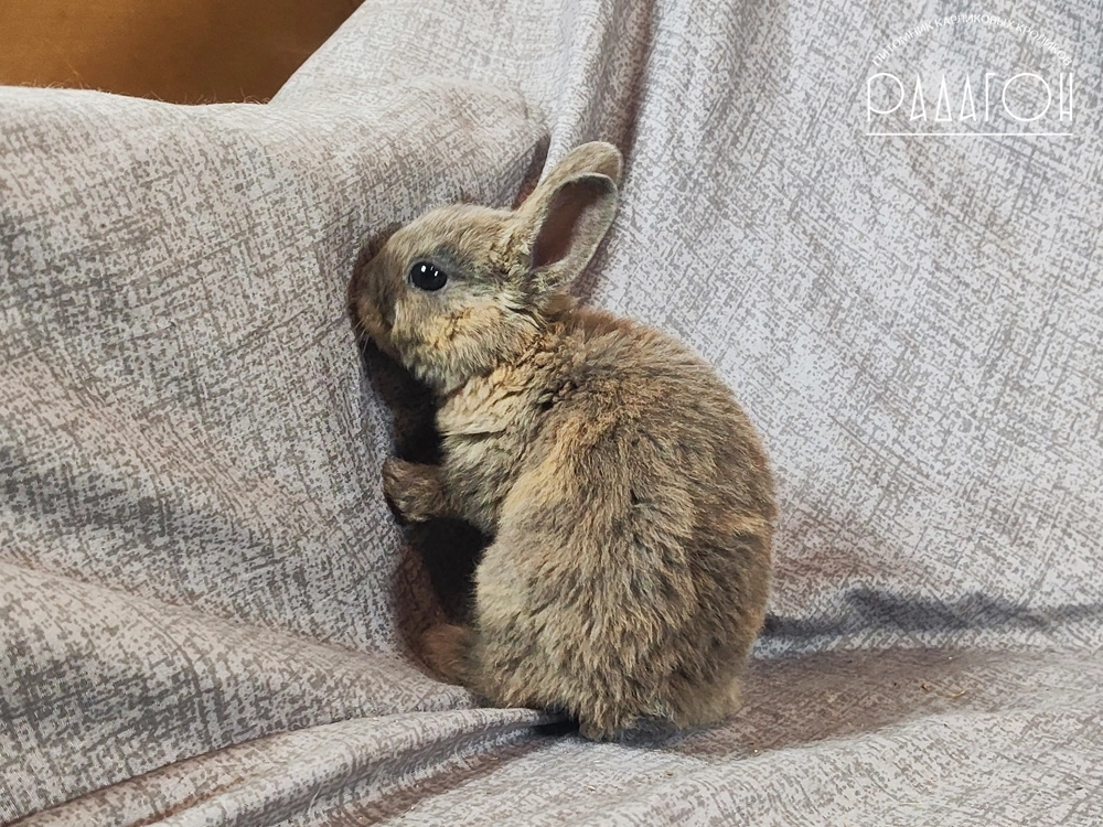 Декоративный кролик породы Карликовый рекс окраса Японский голубой - Радагон Итан