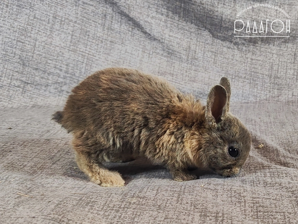 Декоративный карликовый кролик Японский голубой