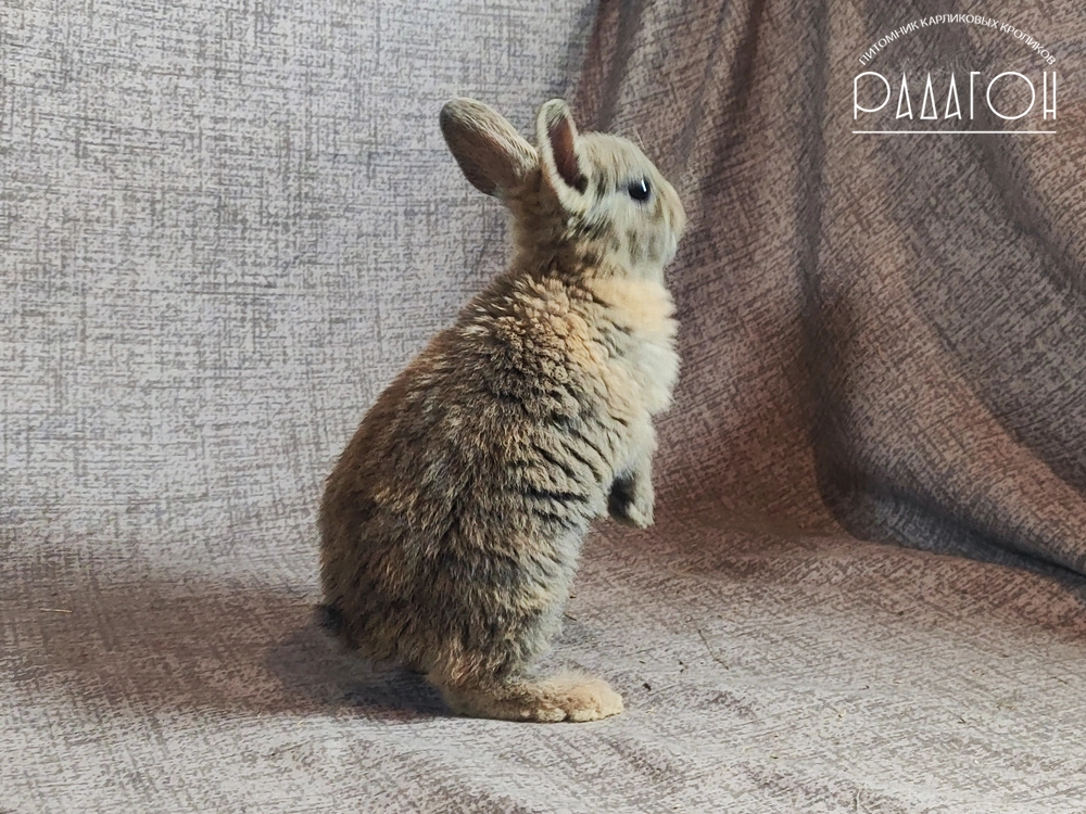 Декоративный карликовый кролик Японский голубой