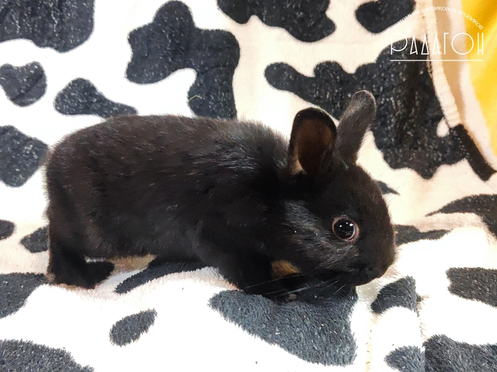 Декоративный карликовый кролик Доминантный черный