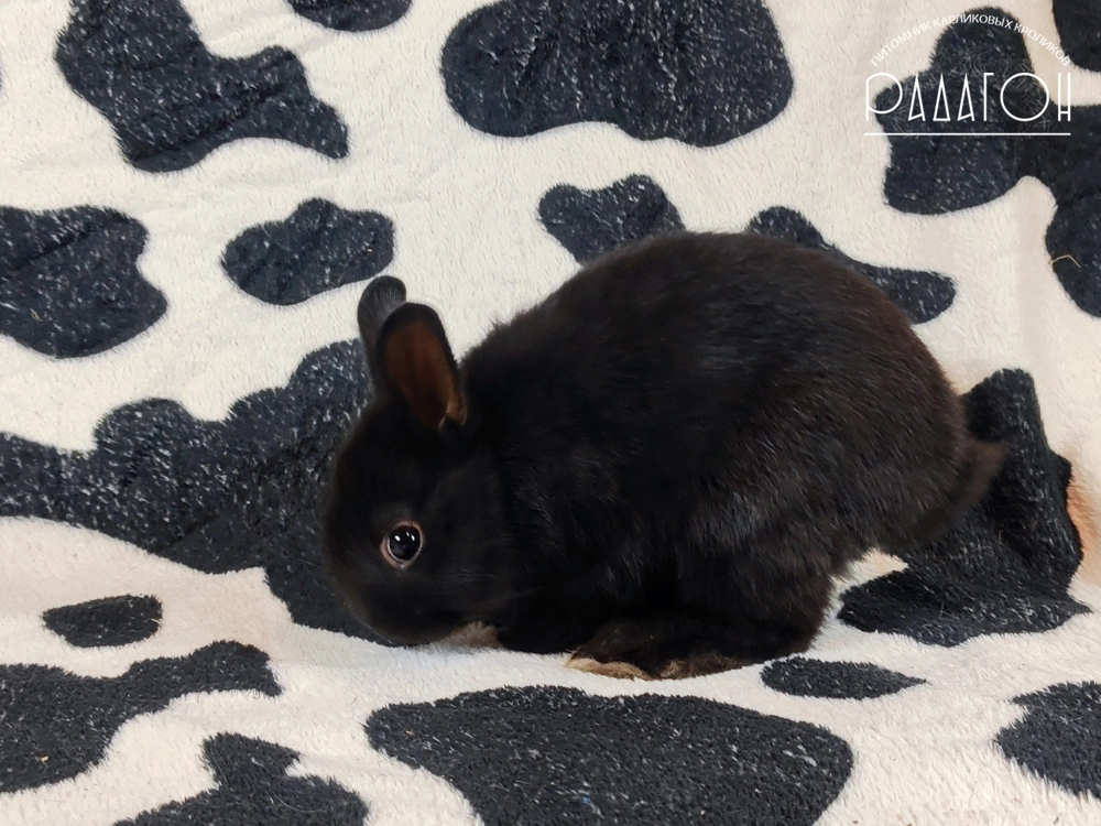 Декоративный карликовый кролик Доминантный черный
