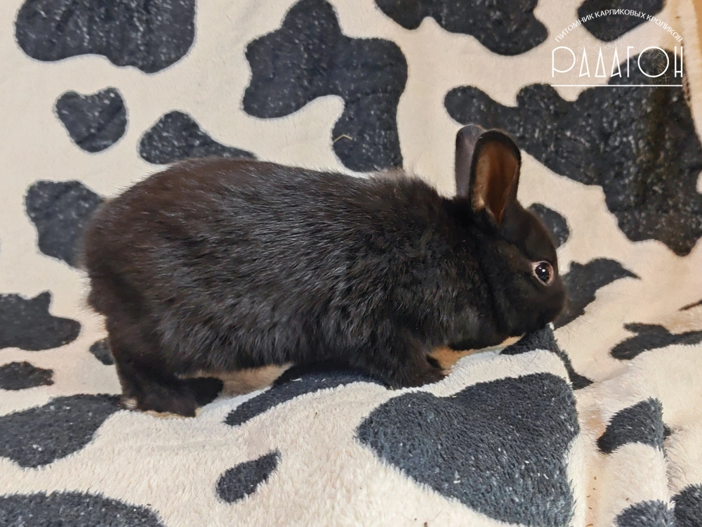 Декоративный карликовый кролик Доминантный черный