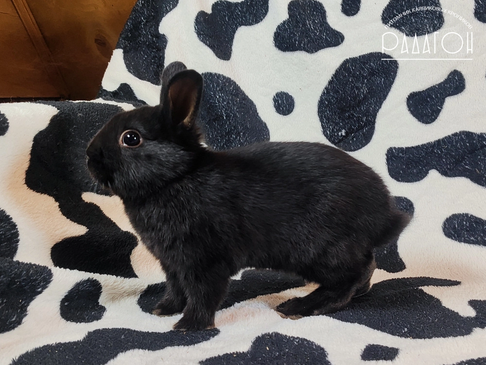 Декоративный кролик породы Немецкий цветной карлик окраса Доминантный черный - Радагон Ягер