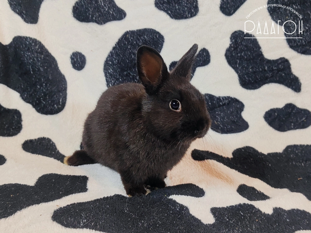 Декоративный карликовый кролик Доминантный черный