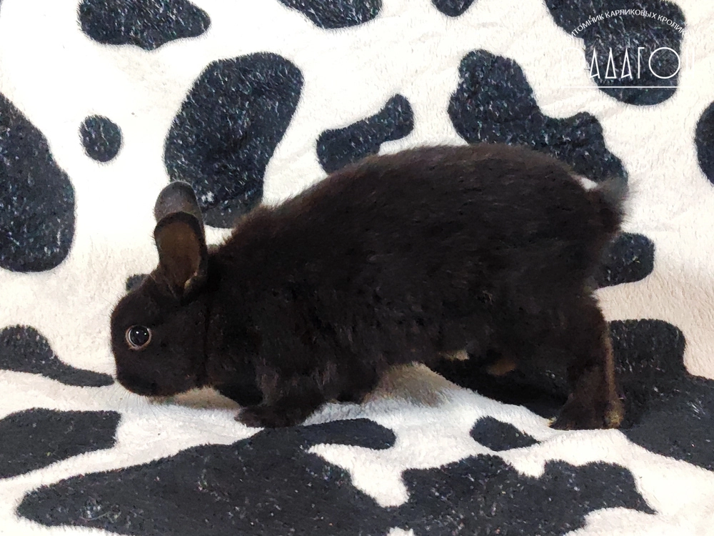 Декоративный карликовый кролик Доминантный черный