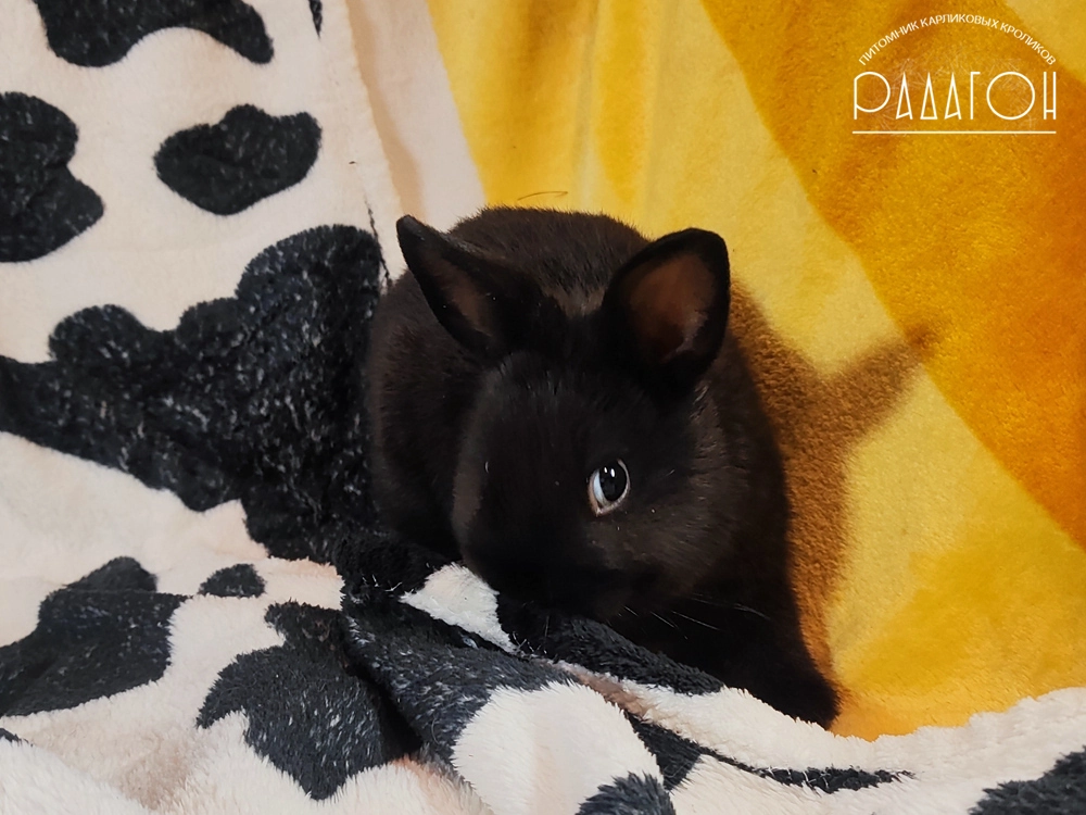 Декоративный карликовый кролик Доминантный черный