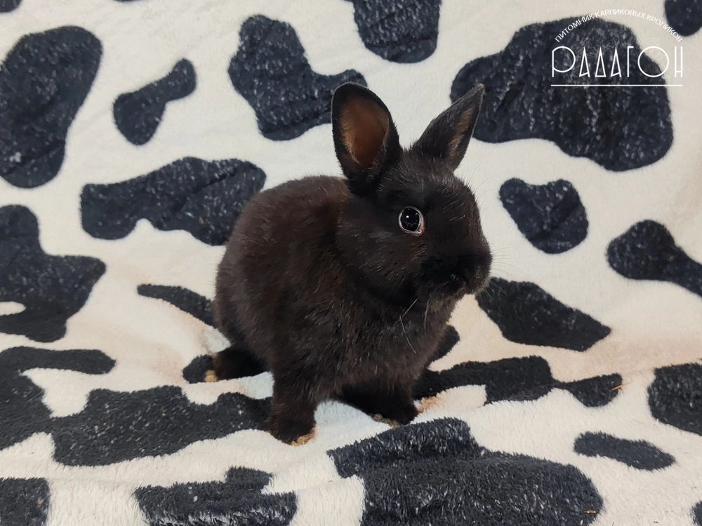 Декоративный кролик породы Немецкий цветной карлик окраса Доминантный черный - Радагон Яхсу