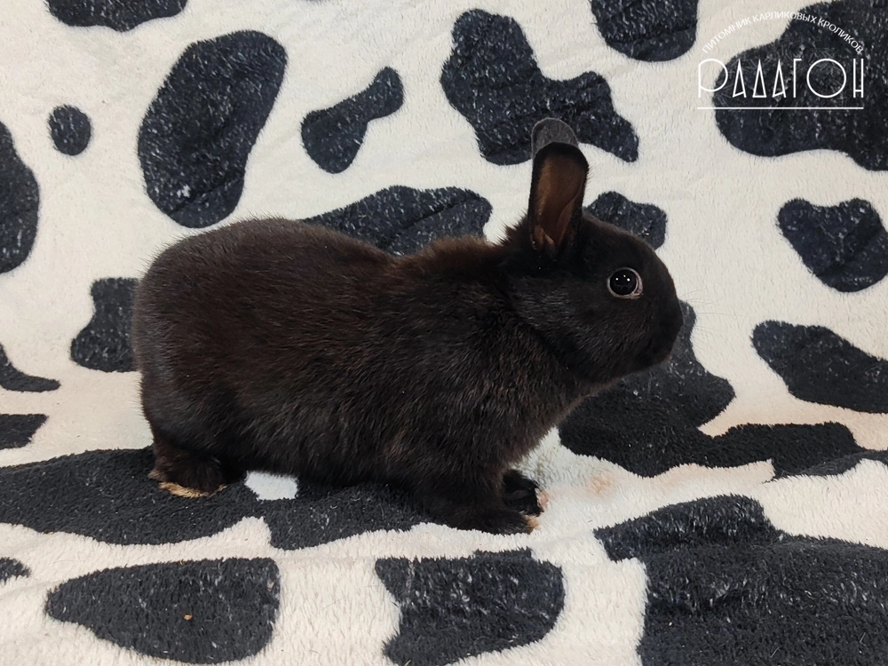 Декоративный карликовый кролик Доминантный черный