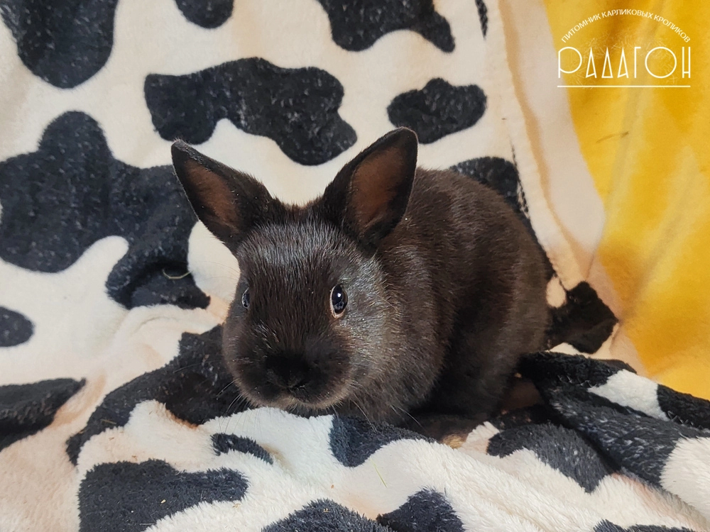 Декоративный карликовый кролик Доминантный черный
