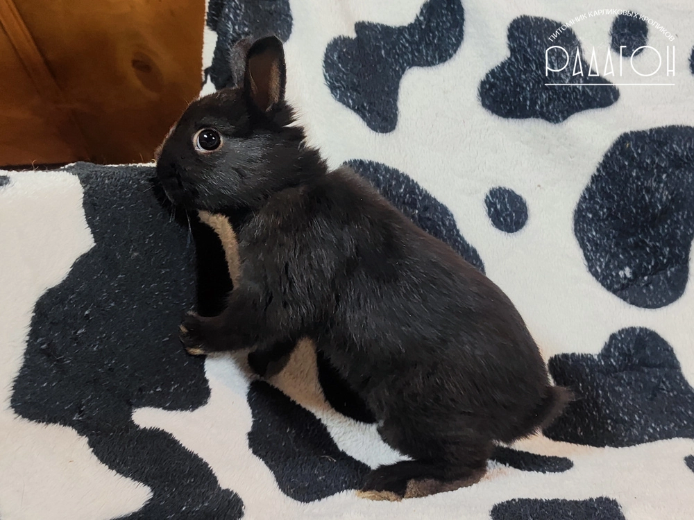 Декоративный карликовый кролик Доминантный черный