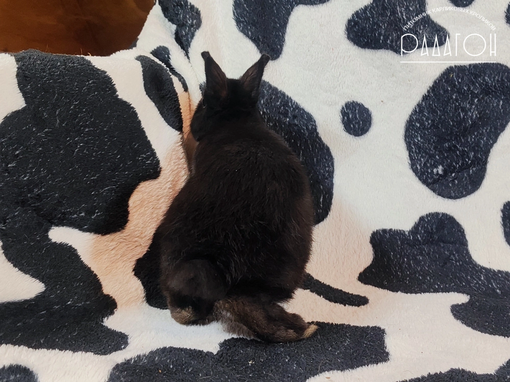 Декоративный карликовый кролик Доминантный черный