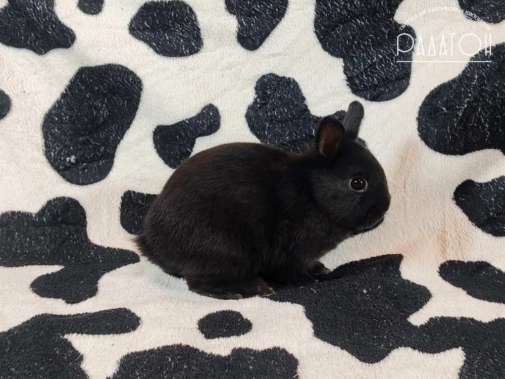 Декоративный кролик породы Немецкий цветной карлик окраса Доминантный черный - Радагон Ямал