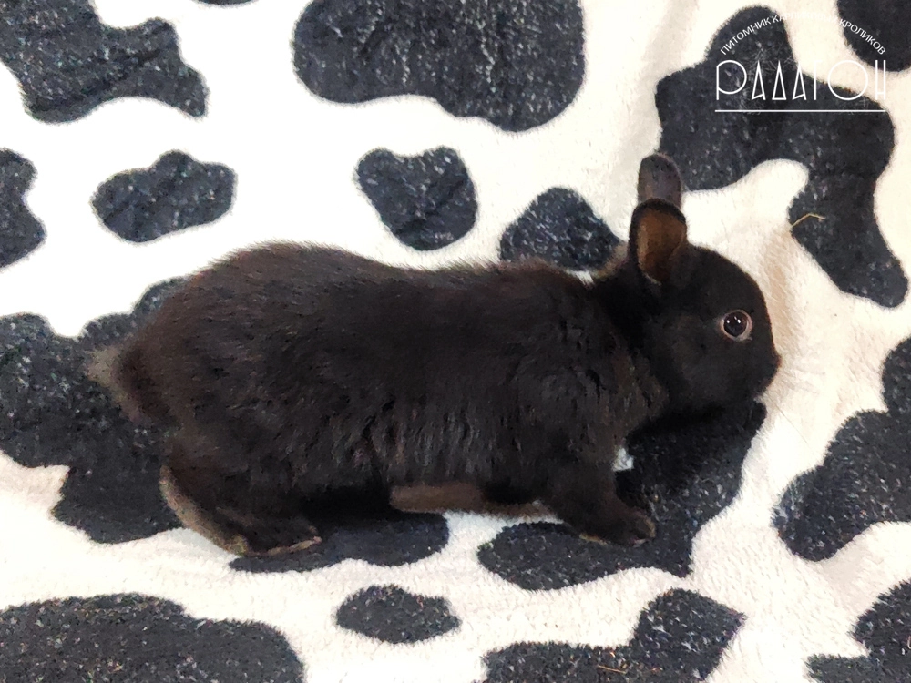 Декоративный карликовый кролик Доминантный черный