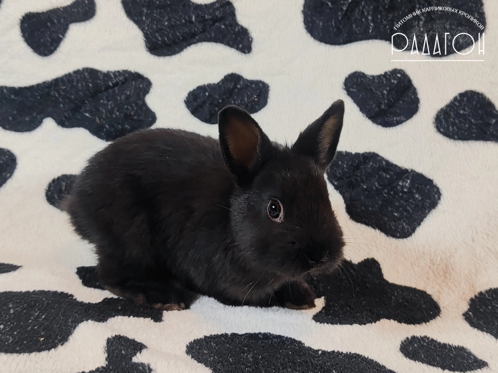 Декоративный карликовый кролик Доминантный черный
