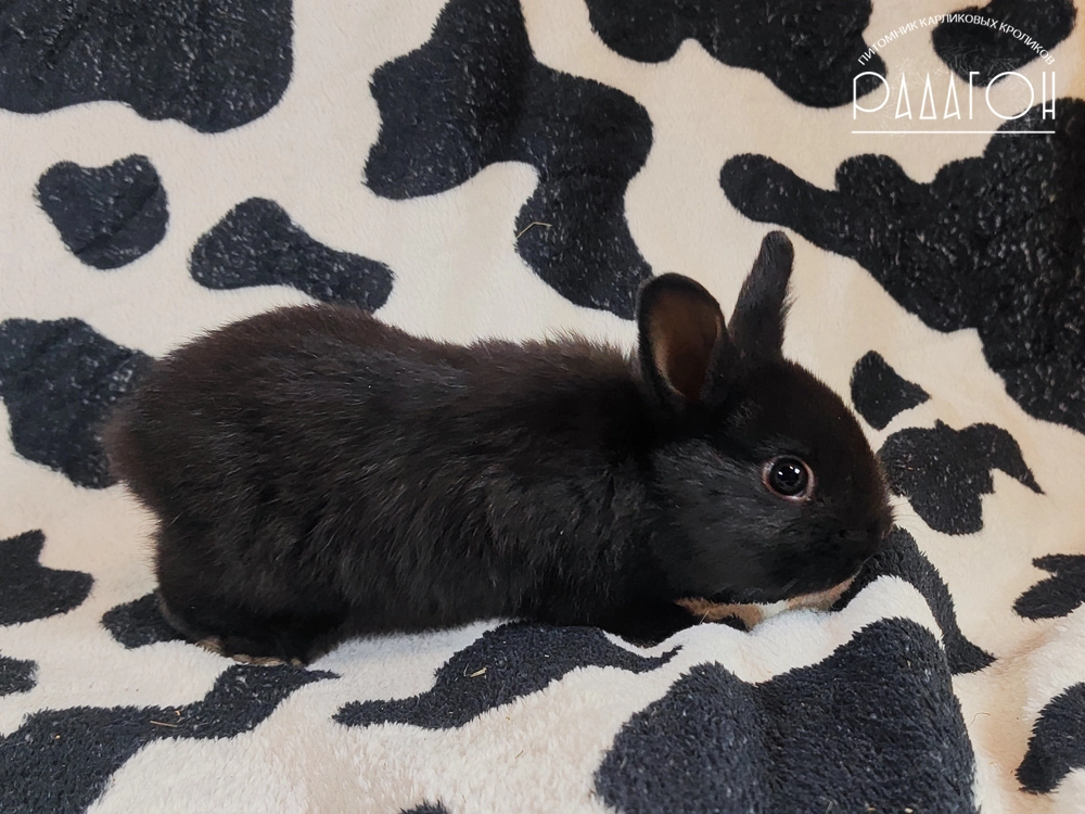 Декоративный карликовый кролик Доминантный черный