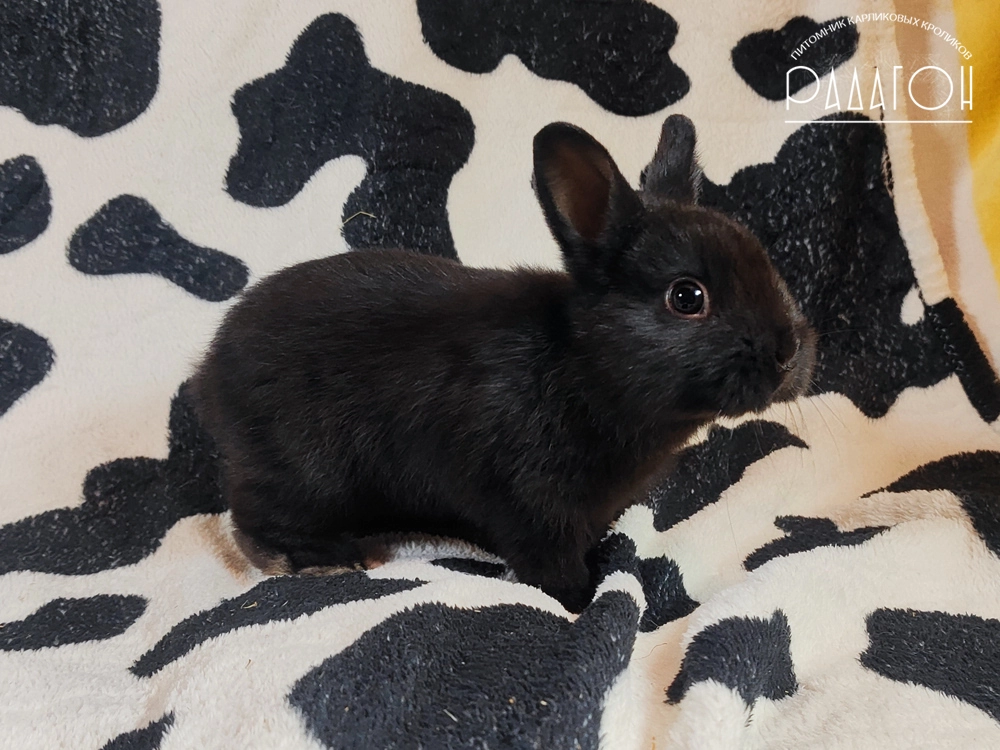 Декоративный кролик породы Немецкий цветной карлик окраса Доминантный черный - Радагон Ярнам