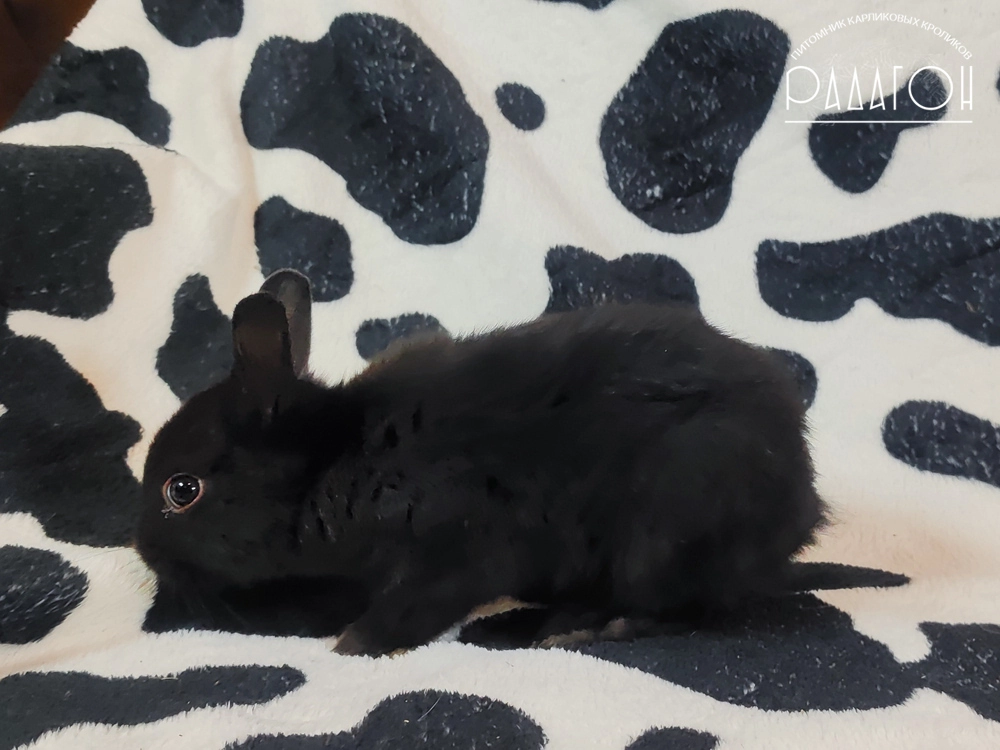 Декоративный карликовый кролик Доминантный черный