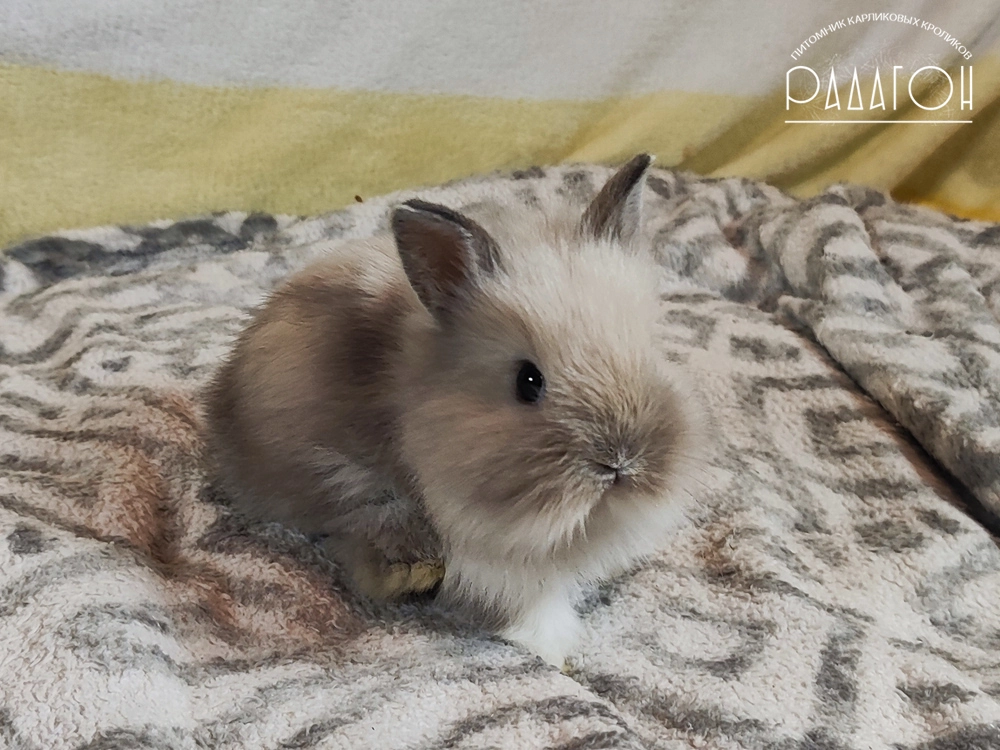 Декоративный карликовый кролик Саландер белоостевой с голландской отметиной