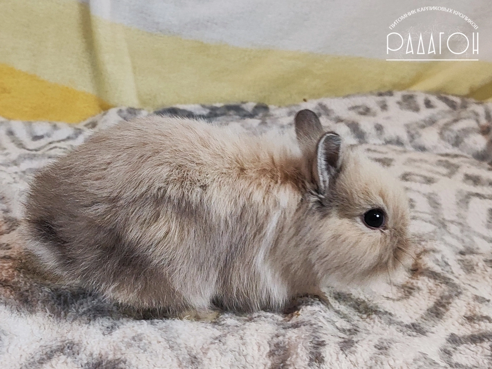 Декоративный карликовый кролик Саландер белоостевой с голландской отметиной