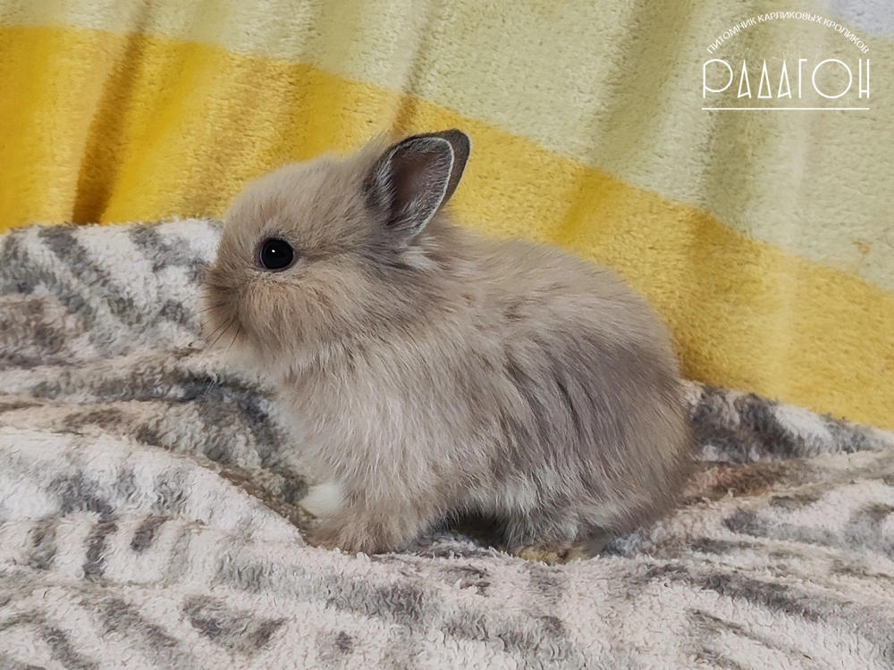 Декоративный карликовый кролик Саландер белоостевой с голландской отметиной