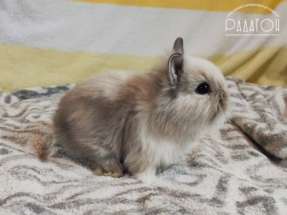 Декоративный кролик породы Львиноголовый карлик окраса Саландер белоостевой с голландской отметиной - Радагон Юджио