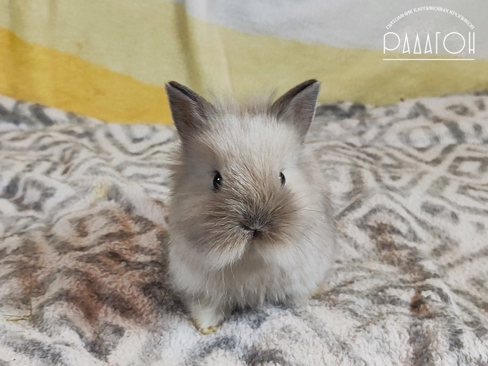 Декоративный карликовый кролик Саландер белоостевой с голландской отметиной