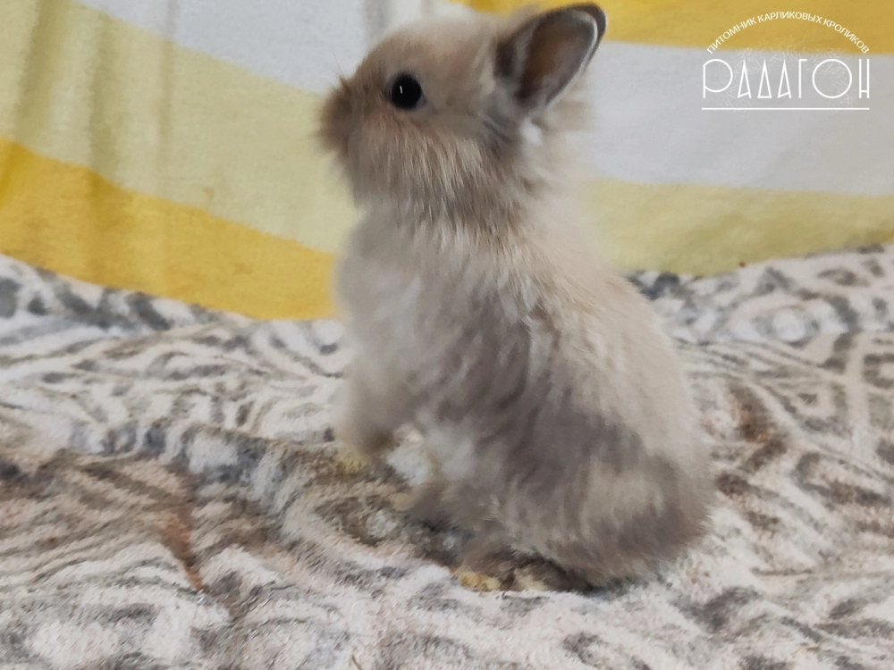 Декоративный карликовый кролик Саландер белоостевой с голландской отметиной