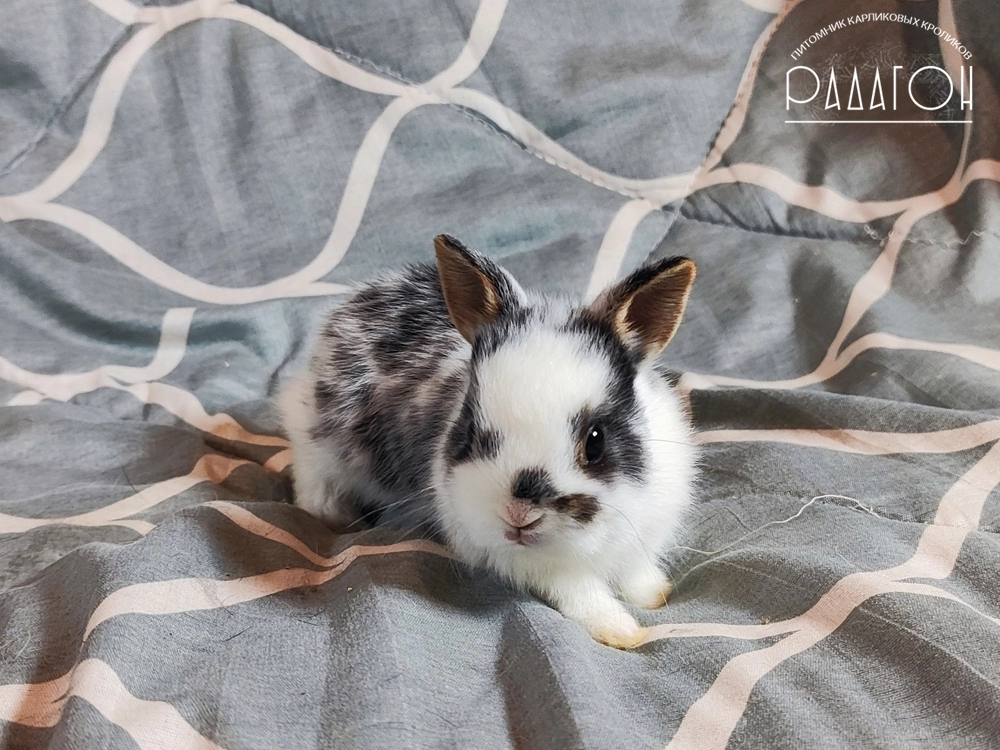 Декоративный кролик породы Немецкий цветной карлик окраса Черный оттер плащевой - Радагон Кармилла