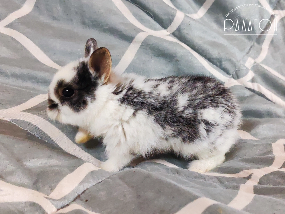 Декоративный карликовый кролик Черный оттер плащевой