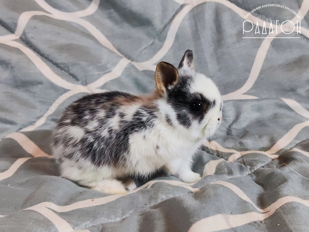 Декоративный карликовый кролик Черный оттер плащевой