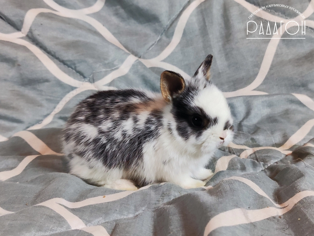 Декоративный карликовый кролик Черный оттер плащевой