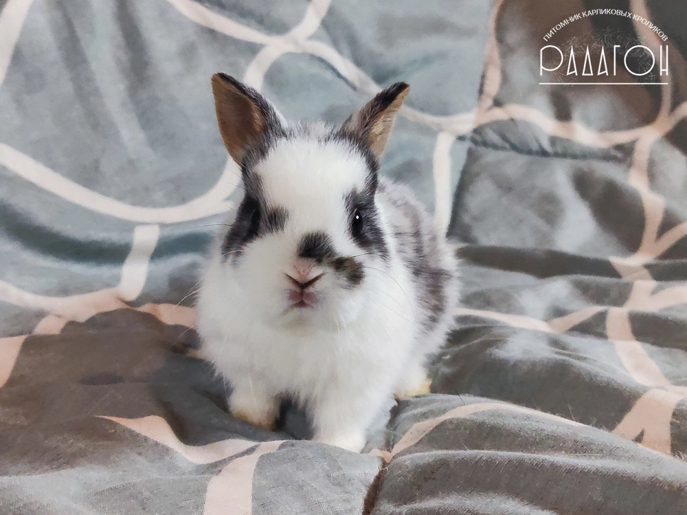 Декоративный карликовый кролик Черный оттер плащевой