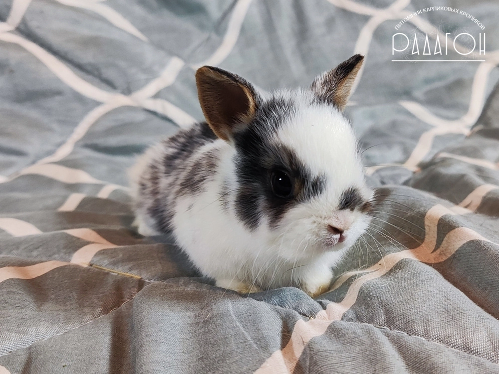 Декоративный карликовый кролик Черный оттер плащевой