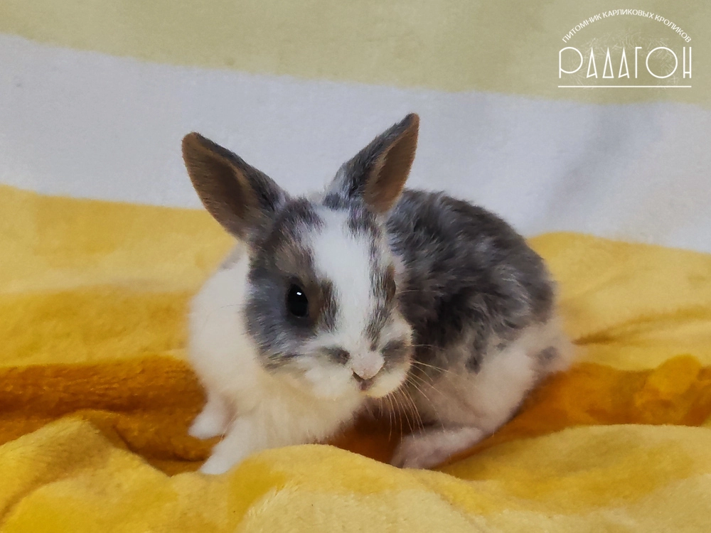 Декоративный карликовый кролик Голубой оттер плащевой