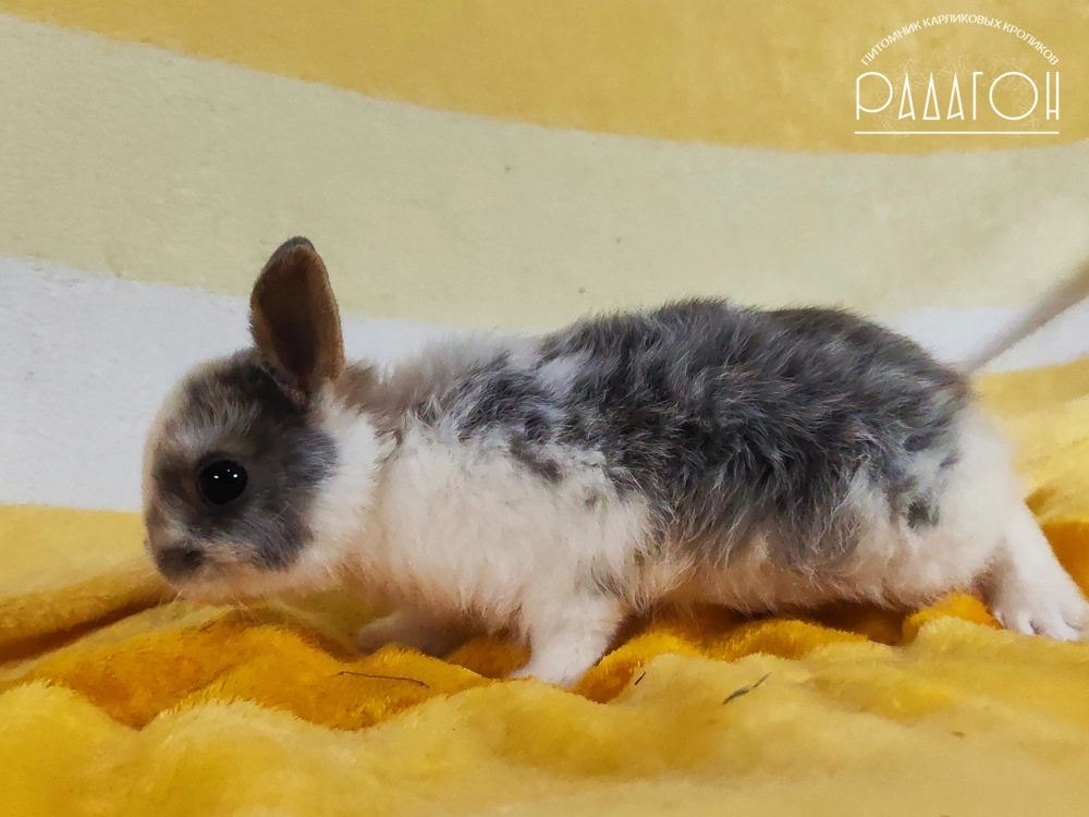Декоративный кролик породы Немецкий цветной карлик окраса Голубой оттер плащевой - Радагон Кнуд