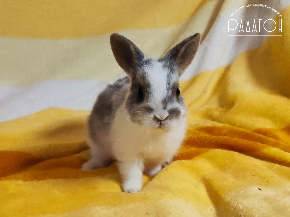 Декоративный карликовый кролик Голубой оттер плащевой