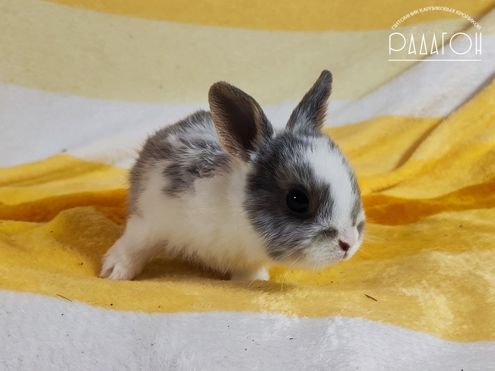 Декоративный карликовый кролик Голубой оттер плащевой