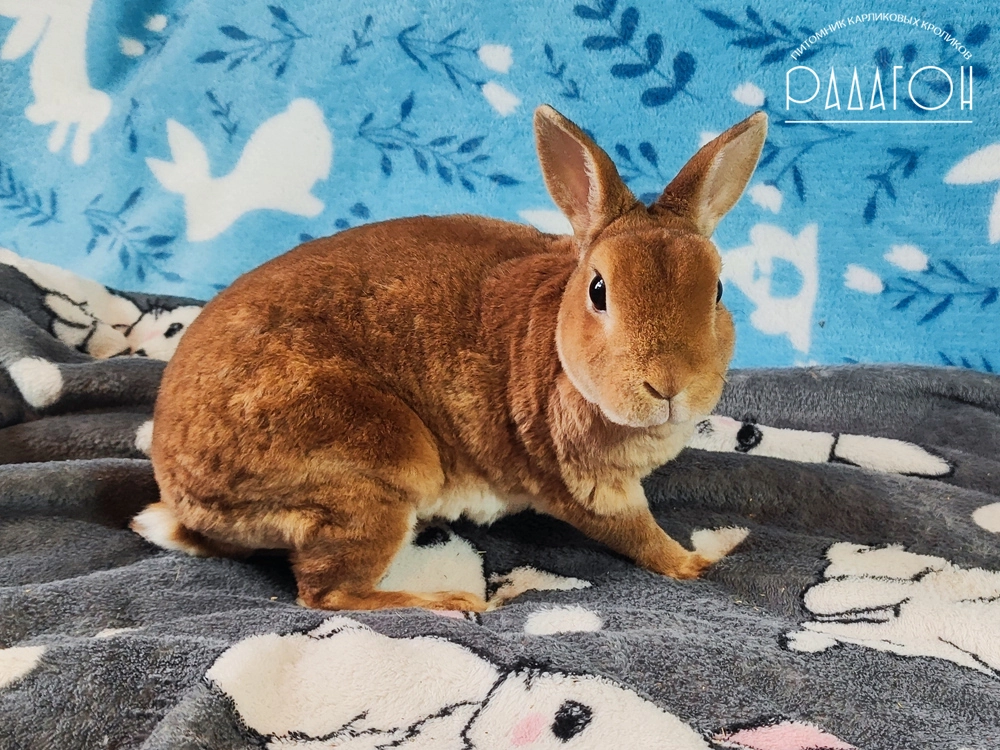 Декоративный карликовый кролик Олений