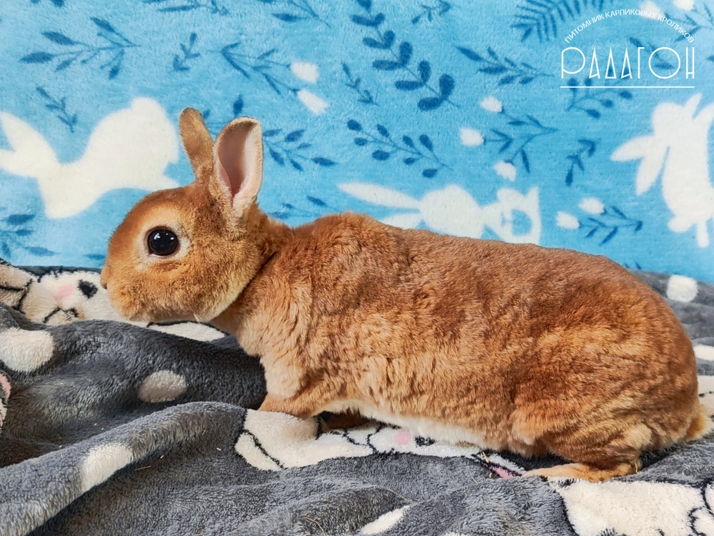 Декоративный карликовый кролик Олений