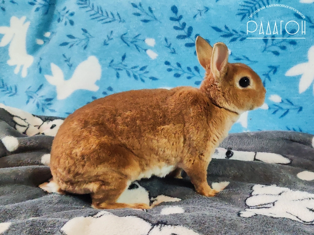 Декоративный кролик породы Карликовый рекс окраса Олений - Королевский Кролик Виталина