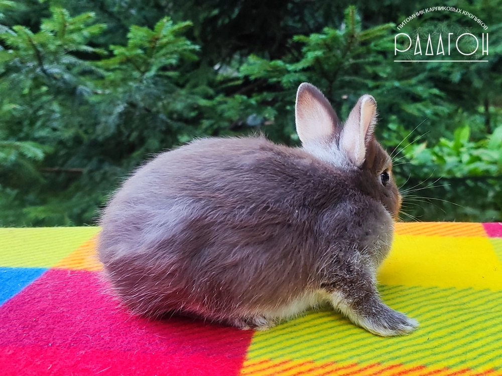 Декоративный карликовый кролик Гавана белоостевой