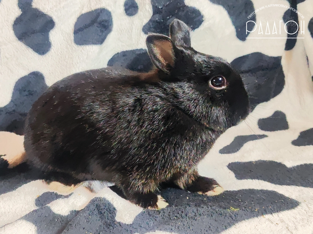 Декоративный карликовый кролик Стальной оттер чёрный
