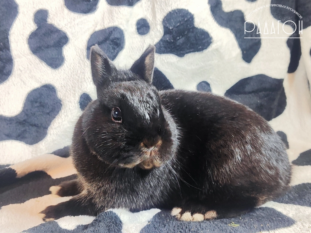 Декоративный карликовый кролик Стальной оттер чёрный